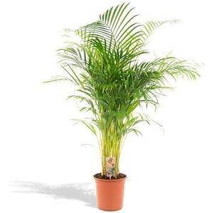 Hello Plants XXL Areca Palm in Ø 24 cm Plantenpot - Hoogte: 130 cm - Tropische Palm Kamerplant Luchtzuiverend Kamerpalm
