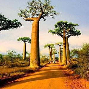 SANWOOD 10Pcs Adansonia Digitata Baobab Tree Seeds for Home Garden Planting, Adansonia Digitata Baobab Tree Seeds Exotic Outdoor Plant High Germination Seeds