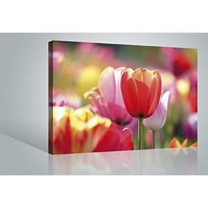 1art1 Bloemen Poster Kunstdruk Op Canvas Red And Pink Tulips In A Field Muurschildering Print XXL Op Brancard | Afbeelding Affiche 120x80 cm