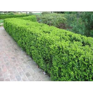 50 Semi Buxus sinica seme bosso cinese casa bonsai giardino di DIY:Only seeds