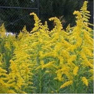 Seeds Goldenrod Wildflower (Solidago) 400 + Seeds:Seeds Only