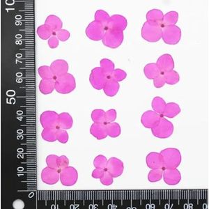 20 stuks geperst gedroogde hortensia bloem herbarium voor nail art epoxyhars hanger ketting sieraden maken ambachtelijke doe-het-zelf accessoires-roze rood