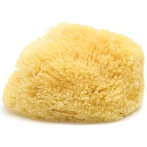 Neptune Caribische Zeespons, ca. 8 inch