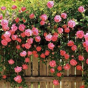Rosa rosa rampicante pergolato traliccio semi da giardino