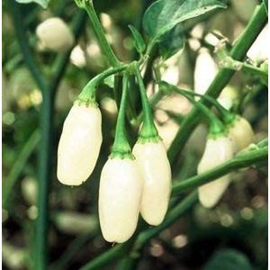 125 semi di White nero - Peperoncini