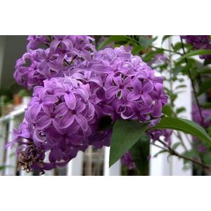 25 FRENCH/OLD FASHIONED LILAC Syringa Vulgaris flower seed Shrub Bush Seeds by Seedville