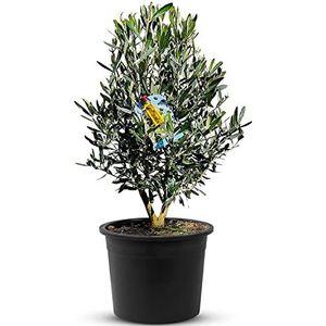 Tropictrees Olijfboom met hoge steel Olea Europea struik met aanpasbare gladde stam en speelse vorm, echte olijfstruik met echte eetbare olijven