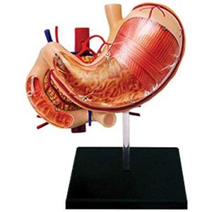 Educatieve Model Anatomie Organ Maagmodel Anatomie Menselijk Organ Model Wetenschappelijk Model Afneembaar Menselijk Anatomie Deel 12-Gebruikt Voor Opleidingsmodellen