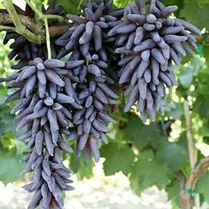 Haloppe 100 stks druif fruit zaden voor thuis tuin planten, zwarte vinger druivenpitten fruit plant tuin bonsai dak decor Druivenzaden