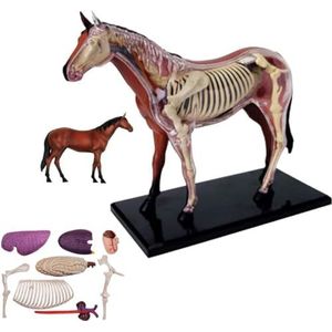 26 Stukken Van Medische Paard Anatomie Modellen, Biologische Dierlijke Skelet Anatomie Puzzel, Afneembaar