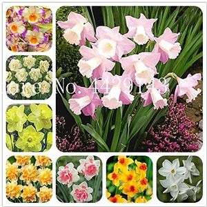 prime vista 50 Pz/borsa Bonsai Narciso fiore, Narciso Fiore bonsai, Piante acquatiche Doppi petali Narciso Giardino Pianta Facile da coltivare: misto