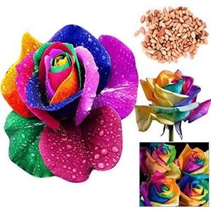 Portal Cool 100Pcs: 100 / 200Pcs semi variopinti dell'arcobaleno fiore della Rosa piante di giardino domestiche di colore Cl. ÃŸÃŸ