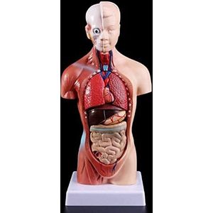 Model Studie 1 PC Medische Accessoires Model Menselijke Torso Model Menselijke Anatomie Medische Viscera