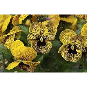 Ponak Fresh 40Pcs Pansy bloemzaden voor opplant Geel zwart