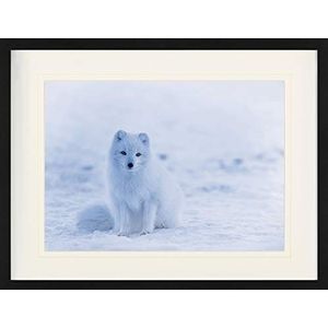 1art1 Vossen Poster Little Arctic Fox Puppy In The Snow Ingelijste Foto Met Passepartout | Muur Foto's | In Een Fotolijstje 80x60 cm