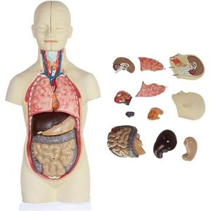 Menselijk Torso Model, Menselijke Anatomie Ongeval 3D Kit, Afneembare Puzzel, 12 Interne Modellen Van Het Menselijk Lichaam, Hulpmiddelen
