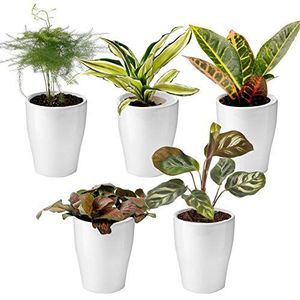 vdvelde.com - Mini Kamerplanten Mix - Inclusief Mini Planten Potjes - 5 stuks - Ø 6 cm Hoogte 8-15 cm