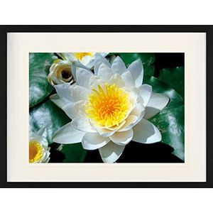 1art1 Bloemen Poster White Water Lily Blossom Ingelijste Foto Met Passepartout | Muur Foto's | In Een Fotolijstje 80x60 cm