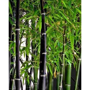 Rare Fresh Seeds of the Black Bamboo Phyllostachys Nigra 30pcs Ships from USA:Seeds