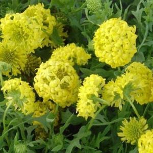 Coperta Gaillardia- fiore-Sundance- Yellow- 50 semi