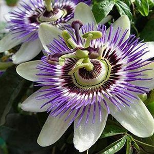 Passiflora (Passiebloem): Klimplant - Meerjarige Bloeiende Klimplant en Winterhard | 1,5 liter pot