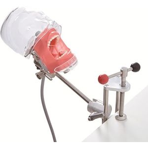 Simulator Oefenpop Fantoomhoofd, Tandheelkundig Onderwijs Hoofd Model Bevestig op Stoel met Verwijderbare Tanden, Simulator Mannequin Phantom Hoofd voor Tandheelkundige Scholen Onderwijs Praktisch,B