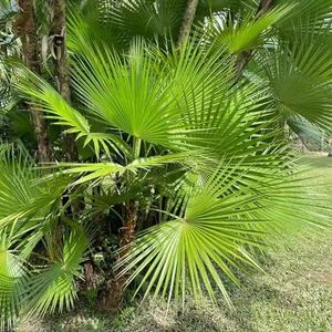 10 stuks palm kamerplant zaden koop een bonsaiboompje Trachycarpus fortuini, boomzaden plantenzaden verhoogd bed balkon winterharde potplanten plant tuinzaad het beste van bonsai boom