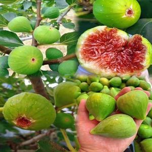 700 stuks bonsai vijgenboomzaden - leiboom fruitbomen bonsai pot vijgen, Ficus carica, fruitbomen sierplanten biologische zaden zuilvormig fruitbomen verhoogd bed balkon exotische zaden frui