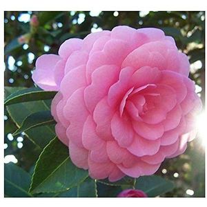 Â Piante esotiche Camellia japonica Pink Perfection - Camelia giapponese - 10 semi