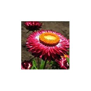 Strawflower Paper Daisy Scarlet Flower Seeds (Helichrysum Bracteatum) 50 +Seeds (50+): Only seeds