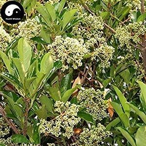 Vendita semi di Ilex Chinensis Albero 60pcs pianta Holly tree seed Per il cinese Dong Qing