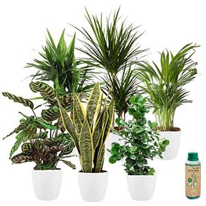 vdvelde.com - Urban Jungle - Makkelijk te verzorgen soorten - Kamerplanten 6 stuks - Ø 12 cm - Hoogte 30-40 cm in Witte Kunststof Sierpotten + Kamerplantenvoeding