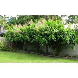 Tiger Grass Bamboo, Thysanolaena Latifolia by Heavy Torch, 5 Seeds: Only seeds
