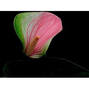 Rare Flower Seeds Pink+Green Anthurium Andraeanu Seeds Balcony Potted Flower Seeds for DIY Home Garden 120PCS: Only Seeds
