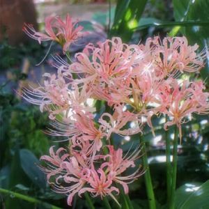 3 stuks Lycoris radiatabol, spinleliebollen Winterharde vaste planten voor volle zon, bloementuin spin lelie plant Kamerplanten, rotstuinplanten winterhard bloemen voor balkon, snijbloemen