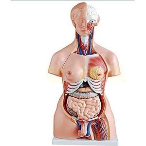 Anatomie Model, Assemblage 23 Stukken 85cm- Intern Anatomisch Model Van Menselijk Lichaam In Menselijke Torso Van Aan Onderwijs, Man Of Vrouw Voor School, Onderwijs Voor Medische Demonstratie