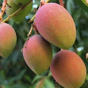 Saterkali Mango Boom Zaden, 10 stks/zak Mango Boom Zaden Voedzaam Productief Heerlijke Vruchten Eetbare Fruit Plant Zaailingen voor Tuin Mango Zaden