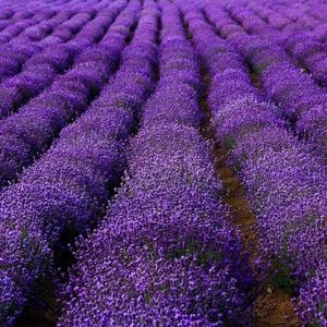 600 stks/zak Lavendelzaden Zaden planten Donkerbruin Mollige deeltjes Lichte geur Hoge kiemkracht Temperatuurbestendigheid Planten Natuurlijke struikplant Engelse lavendelzaden Tuinbenodigdheden za