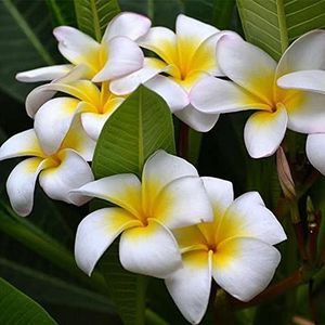 Haloppe 100 stks Plumeria Rubra Bloemen Planten Zaden voor Thuis Tuin Planten, Plumeria Rubra Frangipani Hawaiiaanse Lei Bloemzaden Tuinplanten