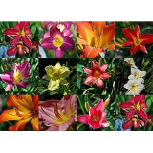 10 Mixed Colors Daylily Hemerocallis Day Lily Fine Mix Red Purple Flower Seeds: Only seeds