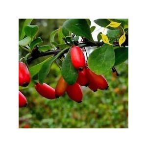 European Barberry Berberis Vulgaris - 10+ Seeds: Only Seeds