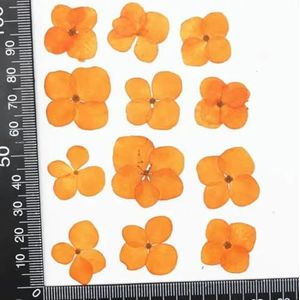 20 stks geperst gedroogde hortensia bloem herbarium voor nail art epoxyhars hanger ketting sieraden maken ambachtelijke doe-het-zelf accessoires-oranje