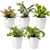 vdvelde.com - Mini Varen Plantjes Mix - Inclusief Mini Planten Potjes - 5 stuks - Ø 6 cm Hoogte 8-15 cm