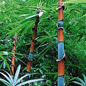 Saterkali Moso-Bamboe Zaden, 100st Zwart Paars Groen Phyllostachys Pubescens Moso-Bamboe Zaden Tuinplanten 100 stks Kleurrijke Bamboe Zaden