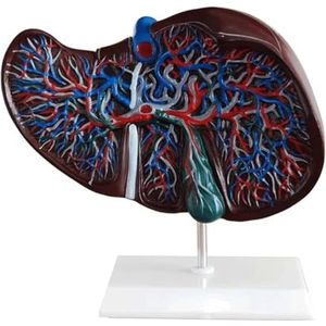 Anatomisch Model Menselijk leveranatomiemodel Medische anatomie PVC vasculaire netwerkstructuur Galblaasmodel Leveronderwijsmodel met basis Lichtgewicht
