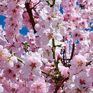 Semi e Aziende Agricole - 20 albero di ciliegio giapponese Semi Pink Cloud Oriental dolce Prunus serrulata Fiore