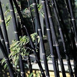 Saterkali Moso-Bamboe Zaden, 100st Zwart Paars Groen Phyllostachys Pubescens Moso-Bamboe Zaden Tuinplanten 100 stks Zwarte Bamboe Zaden
