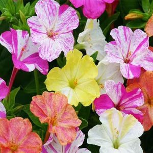 500 stuks wonderbloemzaden meerjarig - tuinbloemen bloemzaden balkon Mirabilis jalapa, wilde bloemenzaden meerjarig winterharde planten voor balkon exotische planten bodembedekker