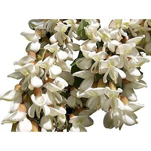 15 Semi Robinia pseudoacacia (Robinia) Bonsai