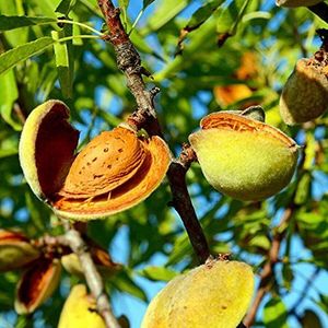 5 seeds of Almond PRUNUS DULCIS - PRUNUS AMYGDALUS:Seeds